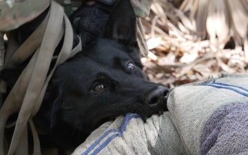 6th SFS Military Working Dog Unit Conducts Scout Training