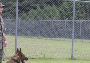 Camp Lejeune Military Working Dog Handlers