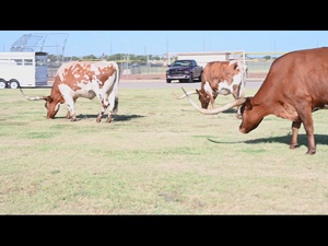AAFB 2023 Cattle Drive BRoll