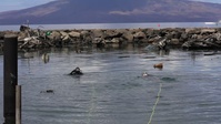 [B-Roll] MDSU-1 Conduct Search and Survey Operations in Maui