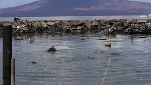 [B-Roll] MDSU-1 Conduct Search and Survey Operations in Maui