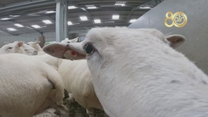 230905-VIC_AFNE_Veterinary Soldiers working with sheep