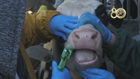 230905-VIC_AFNE_Veterinary soldiers working with cows