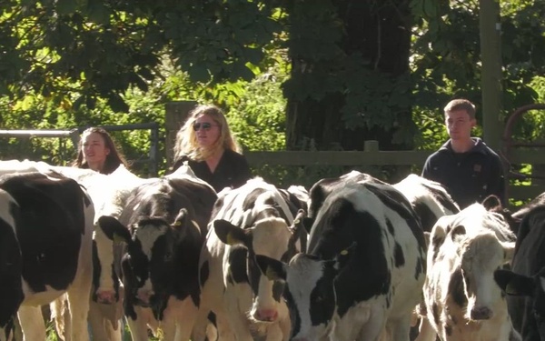 B-Roll:  US Army Veterinary Soldiers learn how to work with Cows