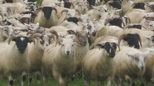B-Roll:  US Army Veterinary soldiers working with sheep