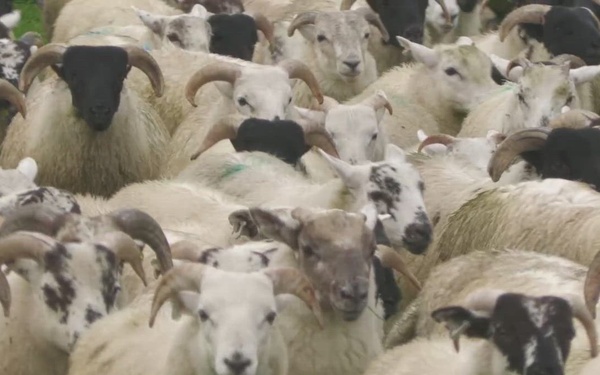 B-Roll:  US Army Veterinary soldiers working with sheep