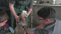 CLEAN COPY:  230905-VIC_AFNE_Veterinary Soldiers working with sheep