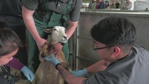 CLEAN COPY:  230905-VIC_AFNE_Veterinary Soldiers working with sheep