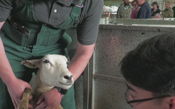 CLEAN COPY:  230905-VIC_AFNE_Veterinary Soldiers working with sheep