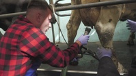 CLEAN COPY:  230905-VIC_AFNE_Veterinary soldiers working with cows
