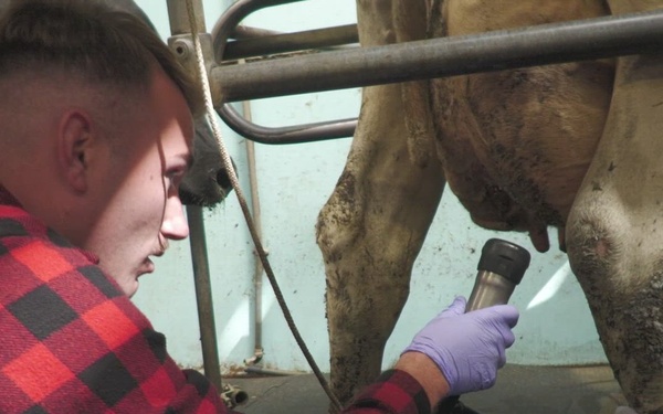 CLEAN COPY:  230905-VIC_AFNE_Veterinary soldiers working with cows