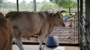 Pacific Partnership 2023 Livestock Vaccinations at Local Farm