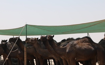 Camels in the Kuwaiti Desert
