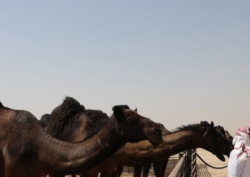 Camels in the Kuwaiti Desert
