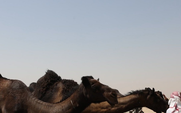 Camels in the Kuwaiti Desert