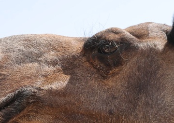 Camels in the Kuwaiti Desert