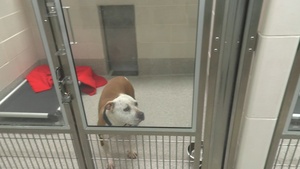 Donation to Nebraska Humane Society