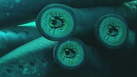 Pacific lamprey returns eclipsing other years