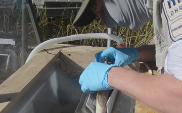 The Minnesota Department of Natural Resources tags Corps of Engineers for fish study