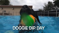 Canine community enjoys 'Doggie Dip Day' at Sagamihara Family Housing Area Outdoor Pool