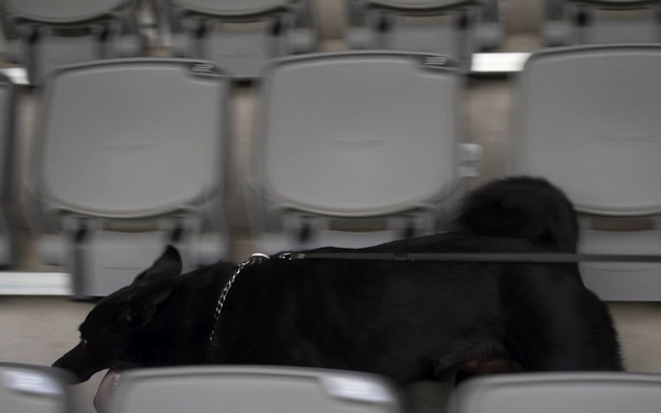 NATO's dog handlers