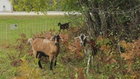 Energy Action Month: Fort McCoy uses goats to save on resources in fight against invasive plant species