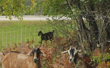 Energy Action Month: Fort McCoy uses goats to save on resources in fight against invasive plant species