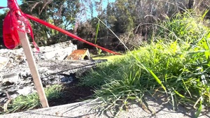 USACE conducts first wildfire debris removal site assessment in Kula, Hawai‘i