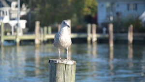 Poplar Island
