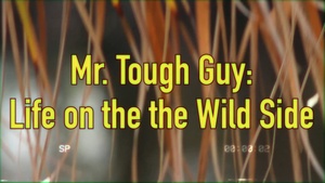 Mr. Tough Guy