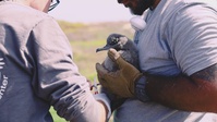 Pulling Wedgies: Tagging Wedge-tailed Shearwater Fledglings Ahead of Fallout Season