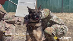 Day in the life of a military working dog