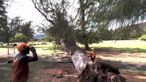 Ironwood Trees: Safety & Restoration