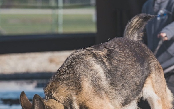 AFMES – Military Working Dog Training Aids