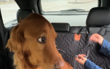 Dog in Vehicle Safety PSA from Kaiserslautern Polizei
