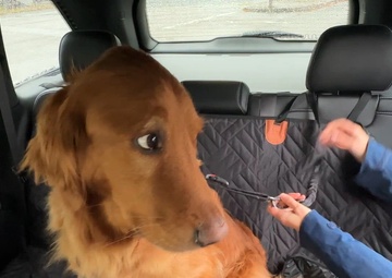 Dog in Vehicle Safety PSA from Kaiserslautern Polizei