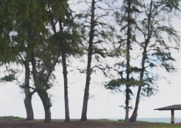 Ironwood Tree Removal B-Roll