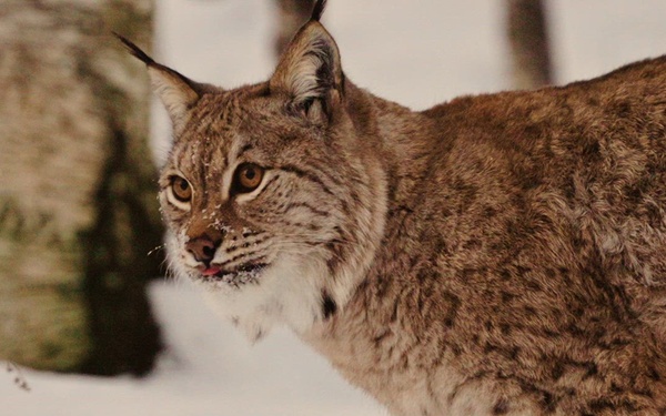 From Operations Strong Express to Nordic Response 24: The Dynamic Evolution of U.S. Marines in Norway