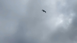 A-10, Tank, and Stryker Footage from Nightmare Range Combined Live Fire Demonstration