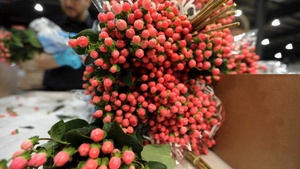 CBP Agriculture Specialists inspect imported cut flowers at Dulles International Airport