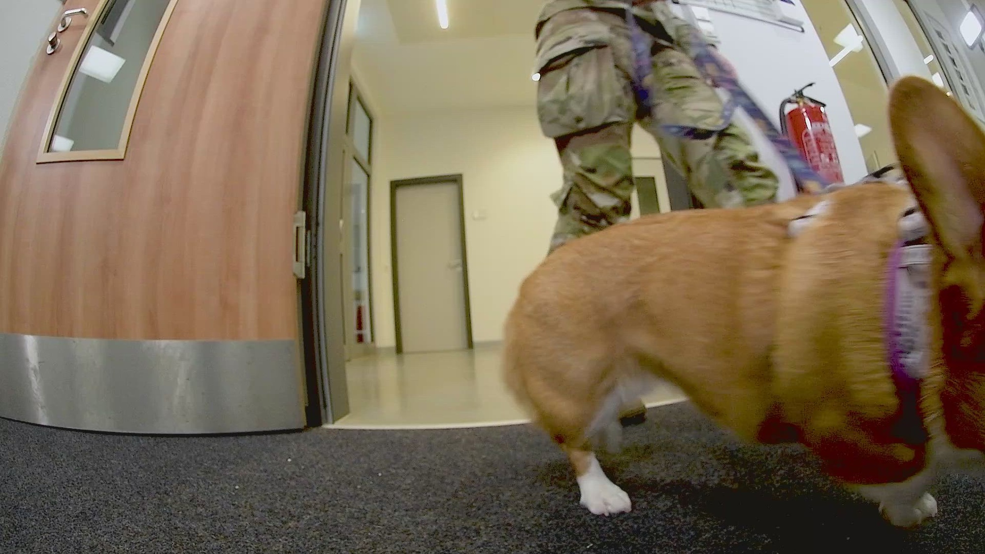 The new policy on pet transportation allowances is effective January 1, 2024. See Joint Travel Regulations (JTR), par. 050107. If you have received PCS orders and have incurred expenses related to those orders, then you may be eligible to receive reimbursement. The basis for determining reimbursement is based on whether or not the effective date of orders is January 1, 2024, or later. See JTR, Appendix A for the definition of effective date of Permanent Change of Station (PCS) Order.  (U.S. Department of Defense video by Senior Airman Camerron Niewoehner)