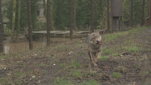 NATO’s 75th anniversary mascot: The grey wolf