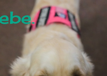 Meet Phoebe, the SAPR emotional support dog