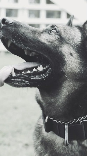 Military working dog veterans day video 2024
