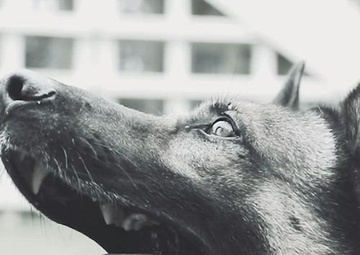 Military working dog veterans day video 2024