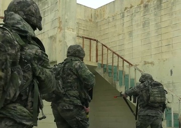 Warrior Shield 24.1 Mout Town