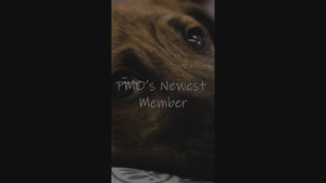 PMO's New Little Friend