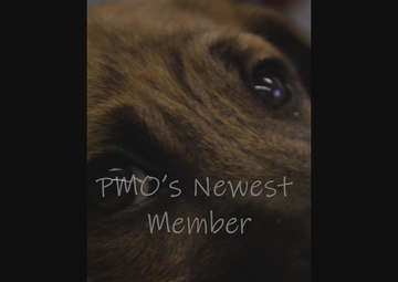 PMO's New Little Friend