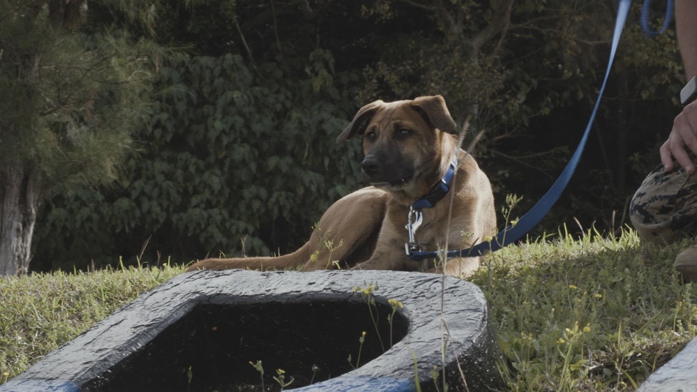 DVIDS - Video - PMO's new stress relief dog | B-Roll