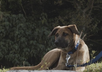 PMO's new stress relief dog | B-Roll